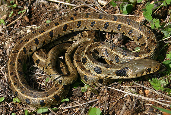 Grass Snake ( Natrix natrix )