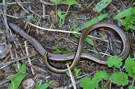 Peloponnese Slow Worm ( Anguis cephallonica )