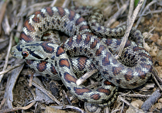 Leopard Snake ( Zamenis situla ) n° 2