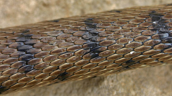 typical dorsal pattern of Algerian Whip Snake ( Hemorrhois algirus )