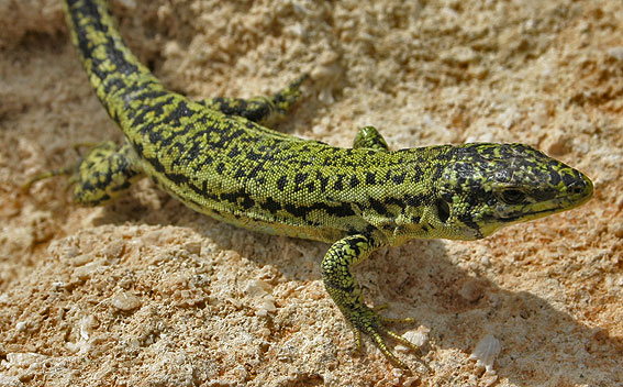 Maltese Wall Lizard ( Podarcis filfolensis )