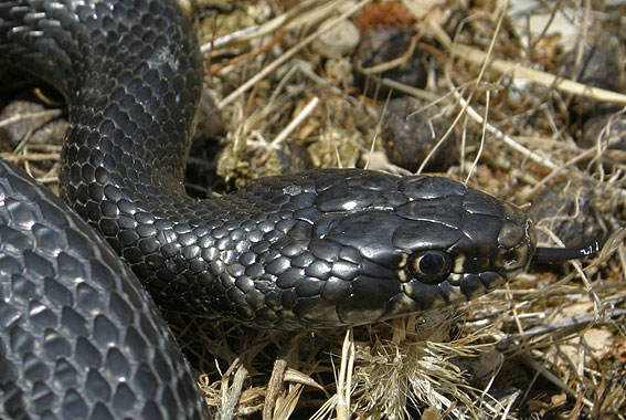 Portrait Of Western Whip Snake ( Hierophis Viridiflavus )