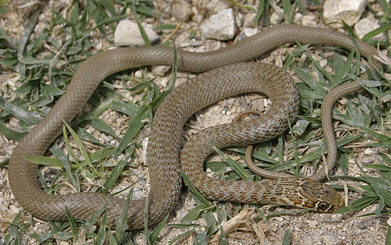 juvenile Western Whip Snake ( Hierophis viridiflavus )