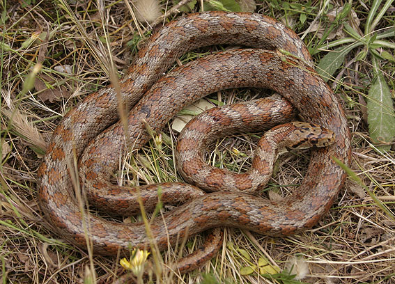 Leopard Snake ( Zamenis situla )