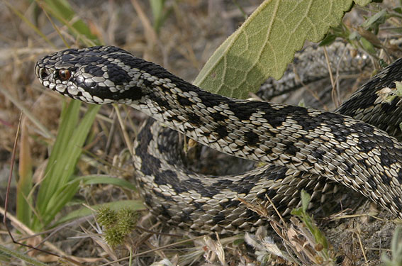 Meadow Viper ( Vipera ursinii s.l.)