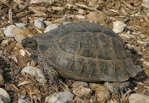 Spur-thighed Tortoise ( Testudo graeca )