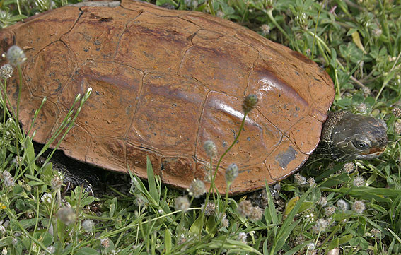 Balkan Terrapin - Mauremys rivulata (Buljarica, Montenegro, April 2008)