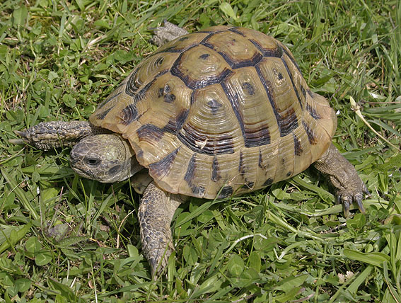 Hermann’s Tortoise ( Testudo hermanni 'hercegovinensis' )