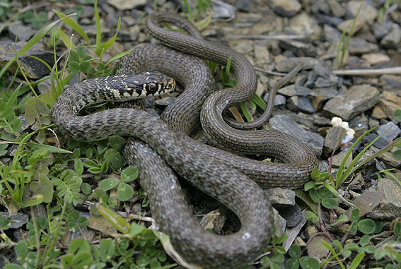 young Western Whip Snake ( Hierophis viridiflavus )