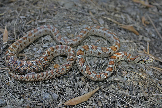 Leopard Snake ( Zamenis situla )