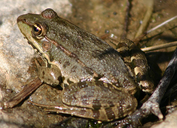 Greek Marsh Frog ( Pelophylax kurtmuelleri )