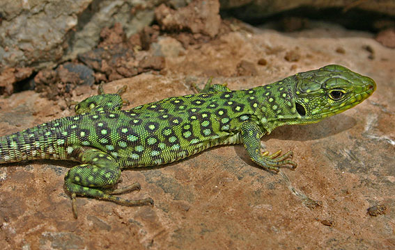 Young Ocellated Lizard ( Timon Lepidus )