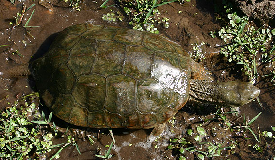 Moorish Terrapin - Mauremys leprosa (Extremadura, Spain, September 2005)