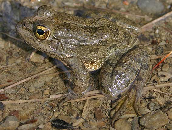 male of Karpathos Water Frog ( Pelophylax cerigensis )