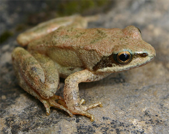 another shade of Pyrenean Stream Frog ( Rana pyrenaica )