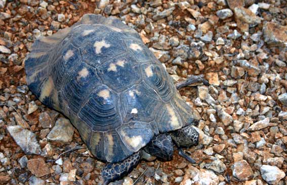 Marginated Tortoise ( Testudo marginata )