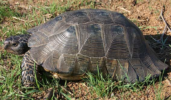 Weissinger's Tortoise ( Testudo Marginata - Weissingeri Morph)