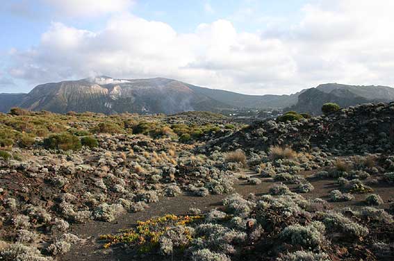 Habitat Of The Overran Aeolian Wall Lizard ( Podarcis Raffonei )