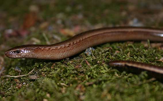 Peloponnese Slow Worm ( Anguis cephallonica )