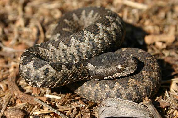 juvenile Nose-horned Viper ( Vipera ammodytes )